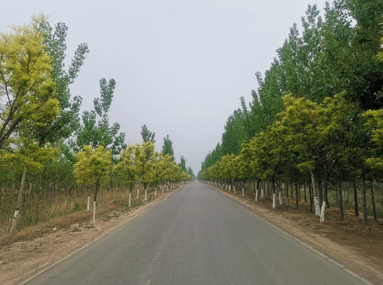 電子地磅秤價(jià)格